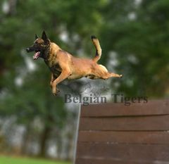 Belgian Tigers Highlander Belgian Tigers Highlander