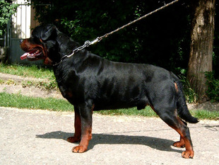 Falko Junior Montagna II Falko Junior Montagna II