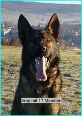 Arny vom Hochsolling Arny vom Hochsolling