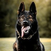 Ajax NHSB 3077678 Ajax NHSB 3077678