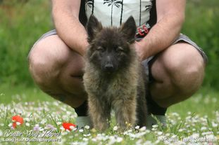Brindle Wolf Spiderman Brindle Wolf Spiderman