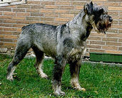 dog image background