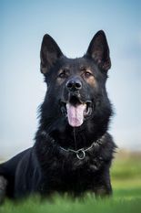 Zigger fom Grunen Stadt Zigger fom Grunen Stadt