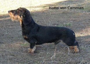 Hotto von Camman Hotto von Camman