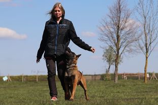 Belgian Tigers Legolas Belgian Tigers Legolas