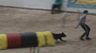 Boyd's Bullriding Highlight Boyd's Bullriding Highlight