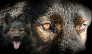 Wolvesden Stryker Wolvesden Stryker