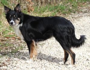 Shepherds companion Maid Shepherds companion Maid