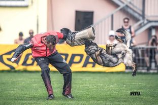 Ansgar vom Wolfsschrein Ansgar vom Wolfsschrein