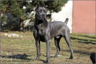 Quiteankmscandal Dell'Antico Cerberus Quiteankmscandal Dell'Antico Cerberus