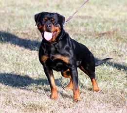 Abba vom Steintor Rott Abba vom Steintor Rott