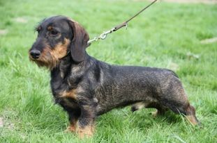 Barney vom Reesenufer Barney vom Reesenufer