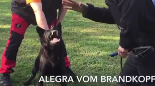 Alegra vom Brandkopf Alegra vom Brandkopf