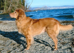 Flottatjärn's Prima Indaaji Flottatjärn's Prima Indaaji