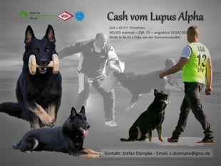 Cash vom Lupus Alpha Cash vom Lupus Alpha