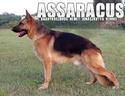 Geri of Assaracus Geri of Assaracus
