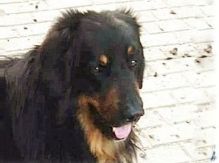 Lennox vom Rehwinkel Lennox vom Rehwinkel