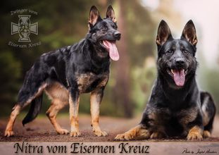Nitra vom Eisernen Kreuz Nitra vom Eisernen Kreuz