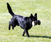 Bailey von der Mohnwiese
