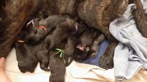 Garolita litter B