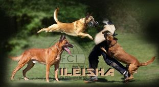 Belgian Tigers Ileisha Belgian Tigers Ileisha