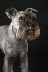Kalle von Elberfeld Kalle von Elberfeld