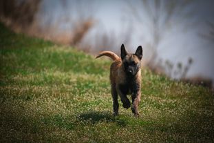 Fox of Survivalschool Kennel Fox of Survivalschool Kennel