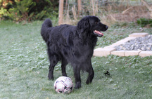 Bild von Gambo vom Haselrieder Wald