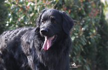 Bild von Gambo vom Haselrieder Wald