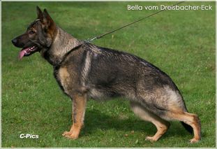 Bella vom Dreisbacher-Eck Bella vom Dreisbacher-Eck