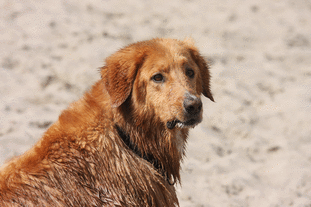 Beere ex Canis Lupus Beere ex Canis Lupus