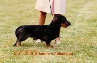 Grimmle vom Ahlsensee Grimmle vom Ahlsensee