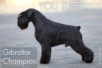 dog image background
