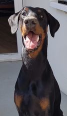 Cheyenne von Canis Excelsitas Cheyenne von Canis Excelsitas