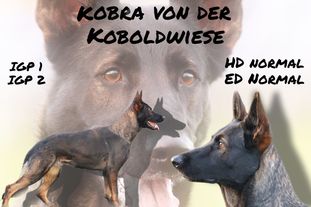 Kobra von der Koboldwiese Kobra von der Koboldwiese