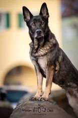 Darcy von der Glacis Darcy von der Glacis