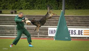 Ares vom Rabenhorst Ares vom Rabenhorst