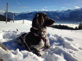 Fynn vom Stanserhorn Fynn vom Stanserhorn