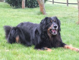 Bandit von den Isselweiden Bandit von den Isselweiden