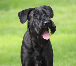 Rhea vom Hund der Ehre Rhea vom Hund der Ehre