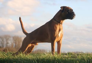 Rebell von Allegro Rebell von Allegro