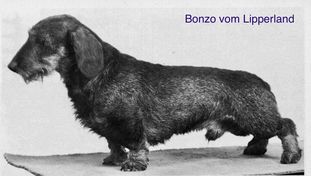Bonzo vom Lipperland Bonzo vom Lipperland