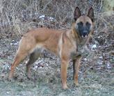 Foxy-Lady des Pirates de Matra