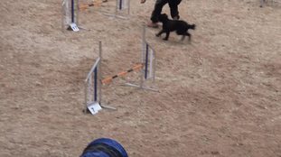 Quillo (Arjona) Quillo (Arjona)