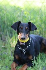 Raven Reg. 66/30 (Loth) Raven Reg. 66/30 (Loth)
