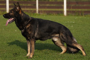 Brix vom Hohen Resch Brix vom Hohen Resch