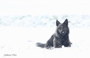 Brindle Wolf Olathe Brindle Wolf Olathe