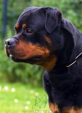 Finn von der Urbacher Höhe Finn von der Urbacher Höhe