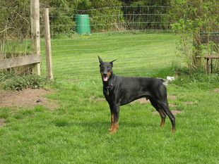 Casto von Dörriesloh Casto von Dörriesloh