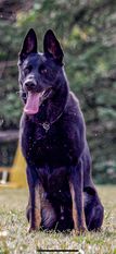Bolle vom Drachenwolf Bolle vom Drachenwolf